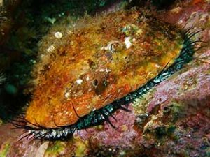 Pink Abalone. Photo copyright Tom Reamy